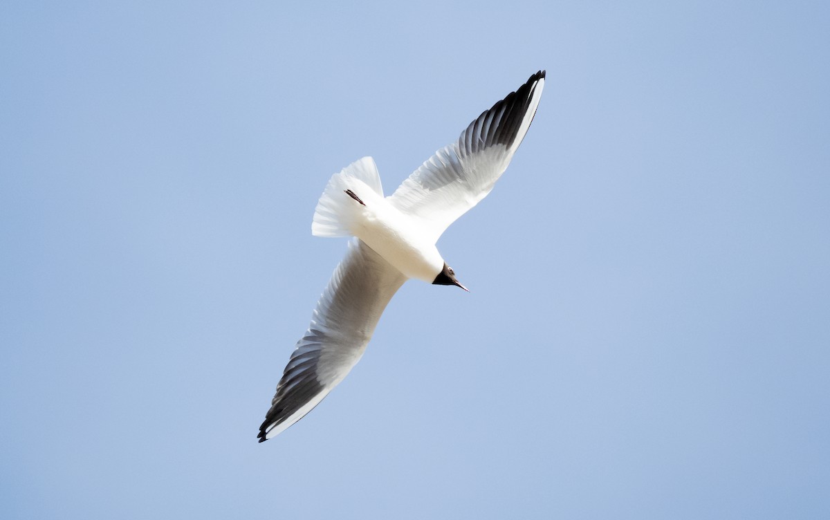Mouette rieuse - ML557981011