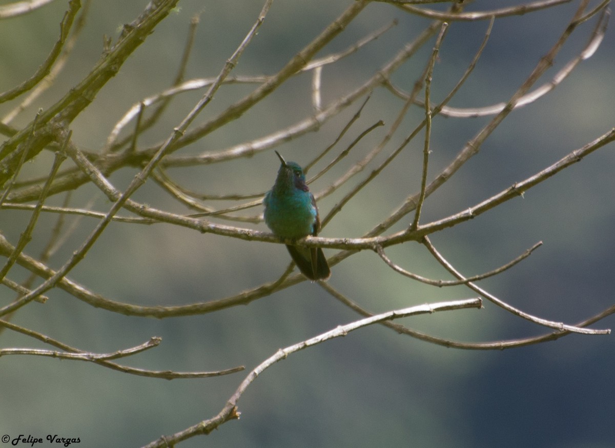 kolibřík modrouchý - ML55798451