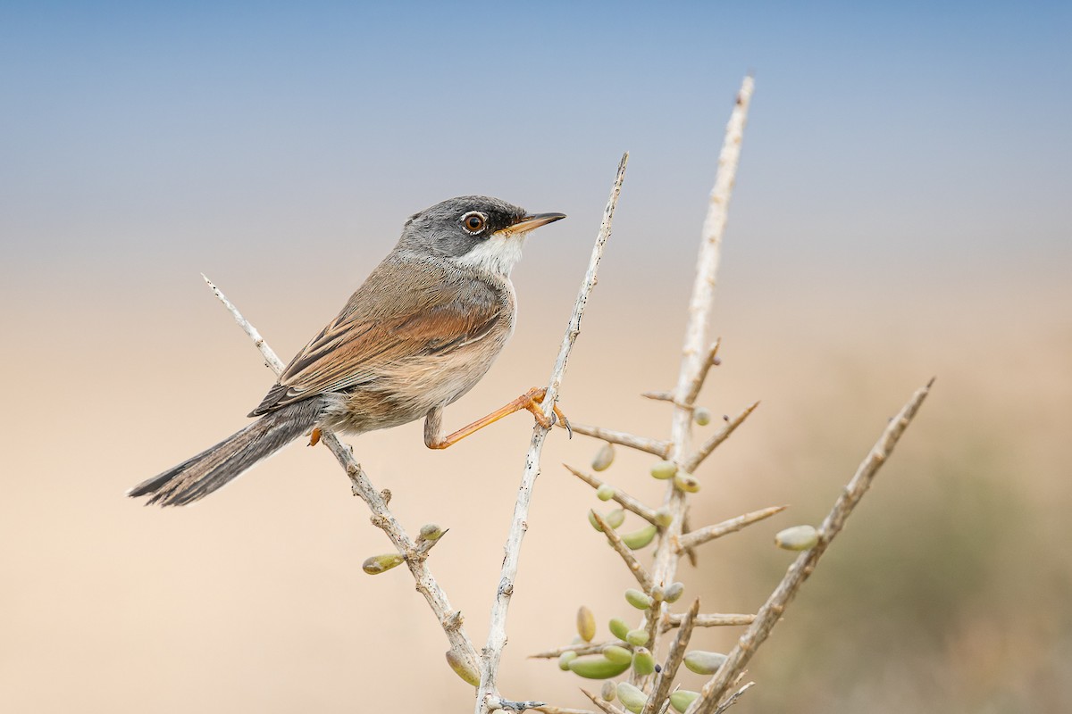 Spectacled Warbler - ML557985291