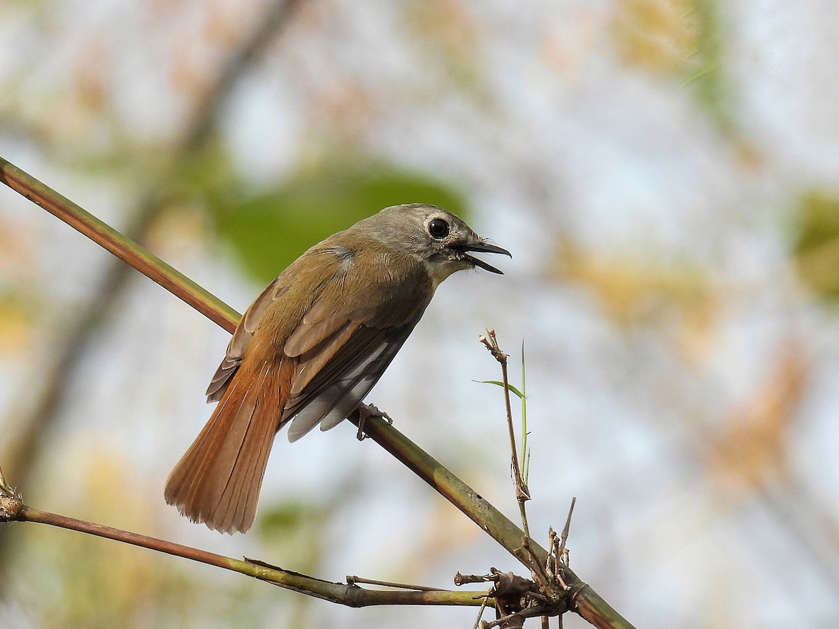 Pale-chinned Flycatcher - ML557988301