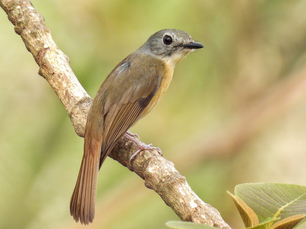 Pale-chinned Flycatcher - Dipayan Chakraborty