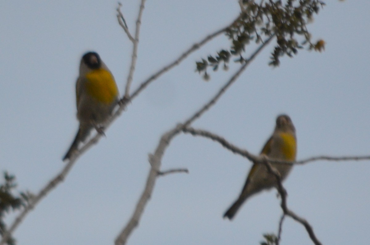Lawrence's Goldfinch - ML55798921