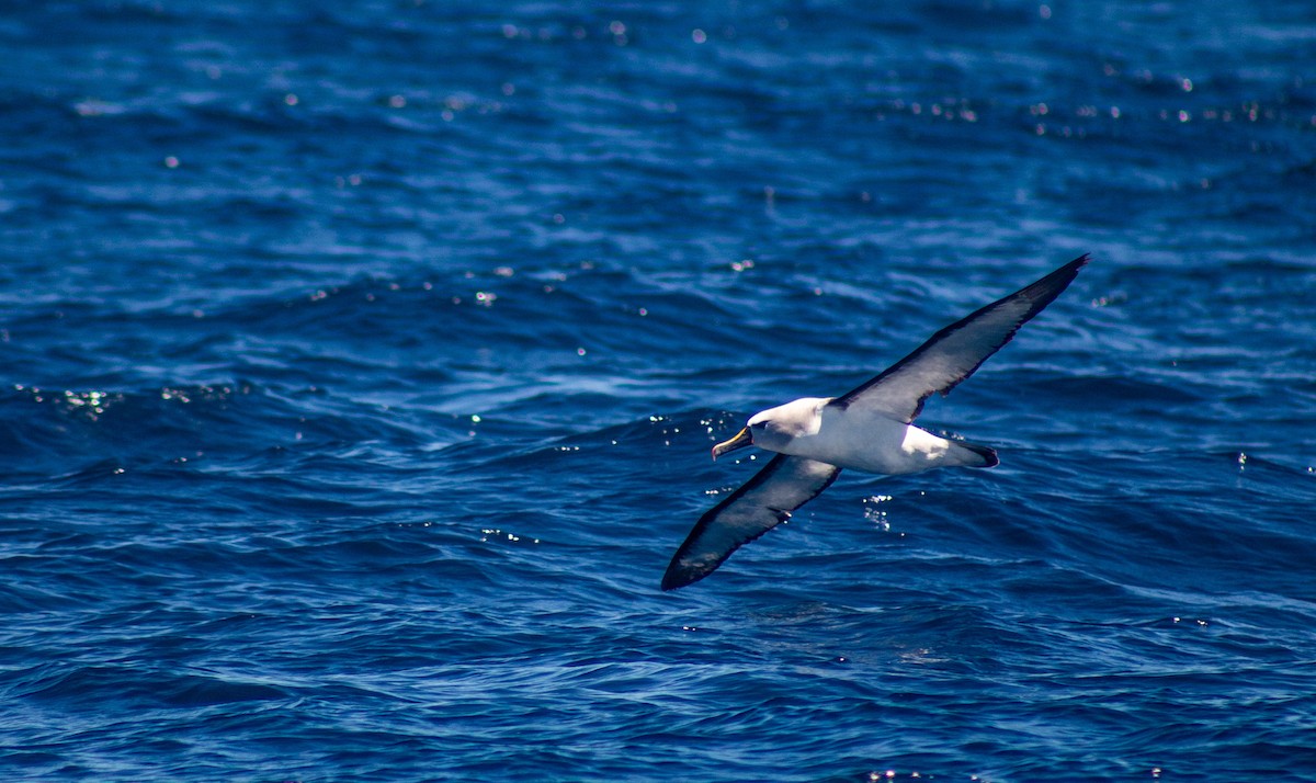 Albatros Picofino Atlántico/Pacífico - ML557990191
