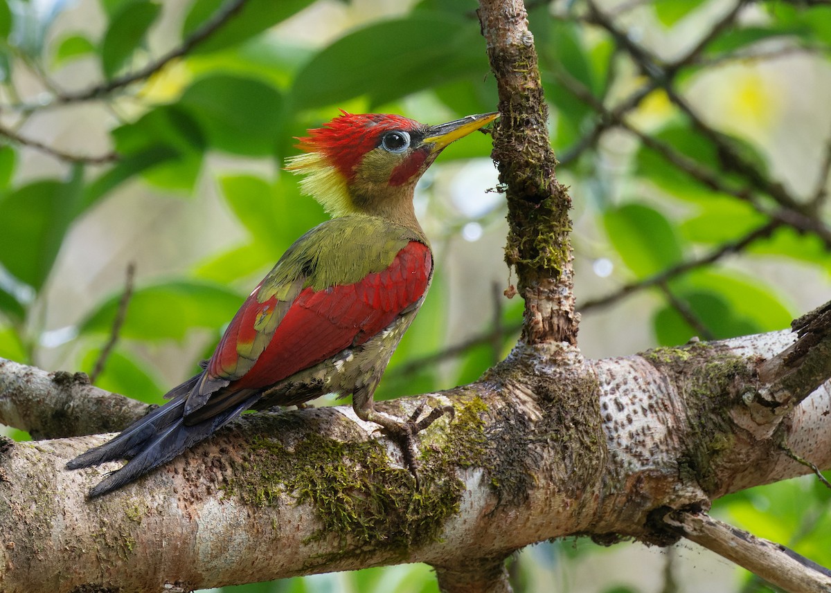 Crimson-winged Woodpecker - ML557990421