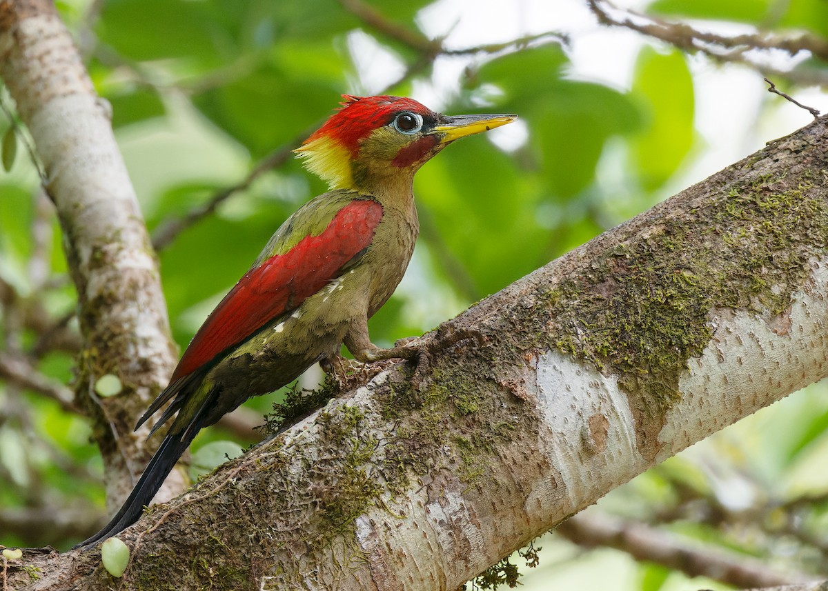 Crimson-winged Woodpecker - ML557990431