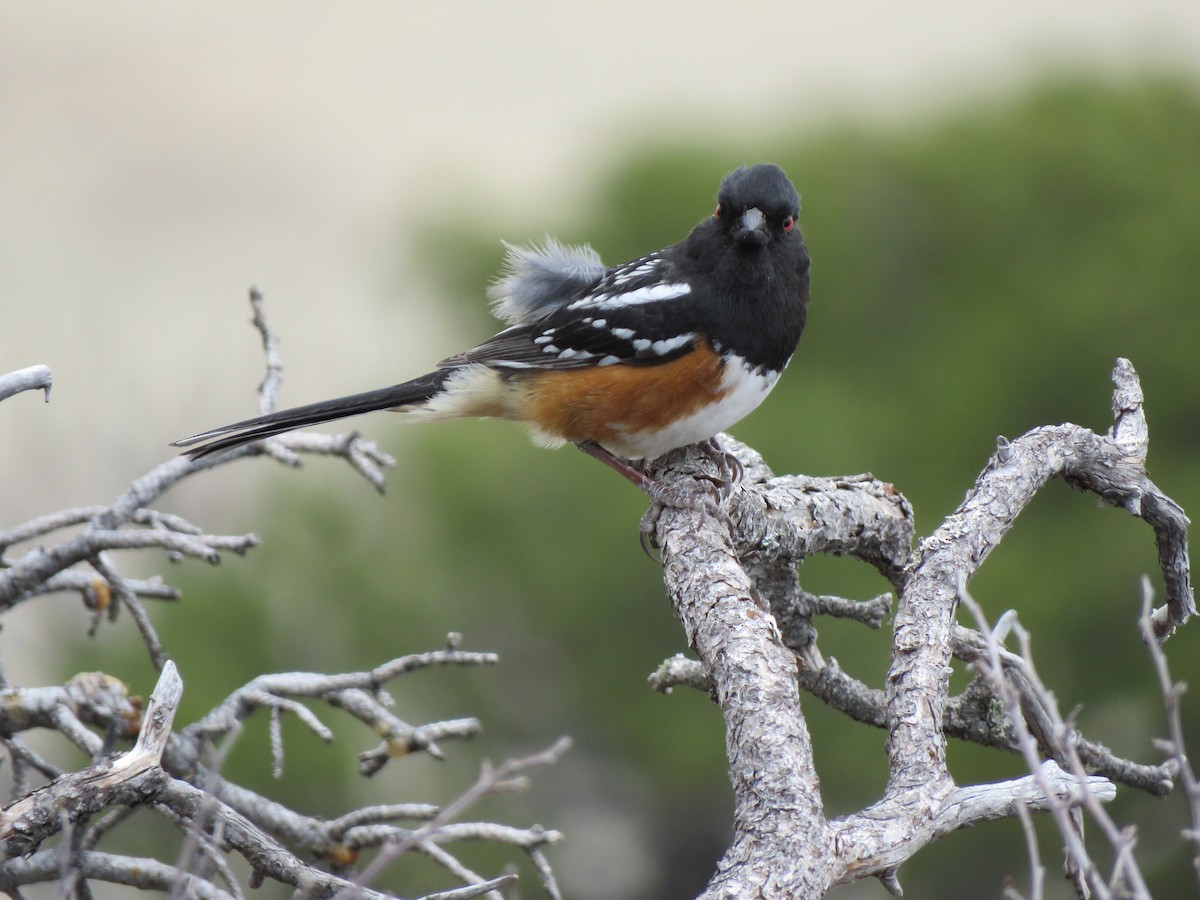 Spotted Towhee - ML557993201