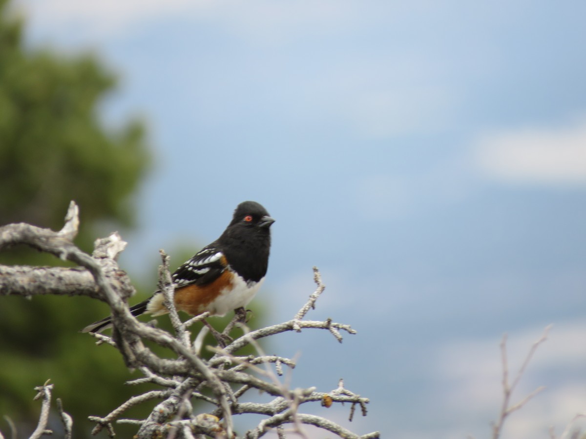 Spotted Towhee - ML557993401