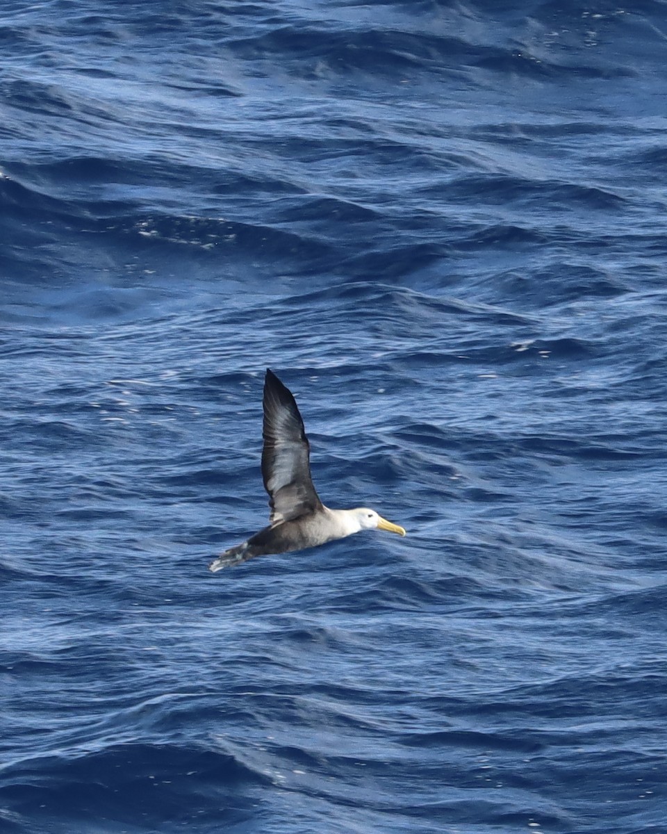 Waved Albatross - ML557993511