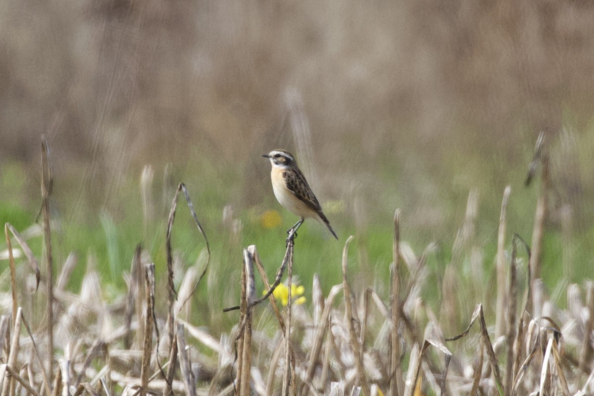 Whinchat - ML557994531