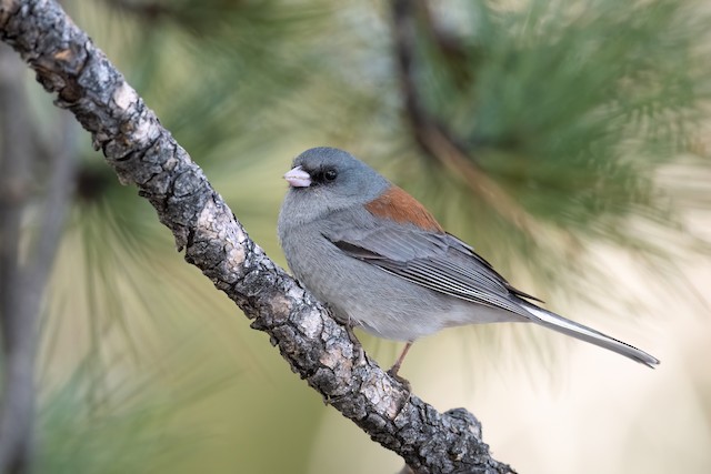 Dark-eyed Junco