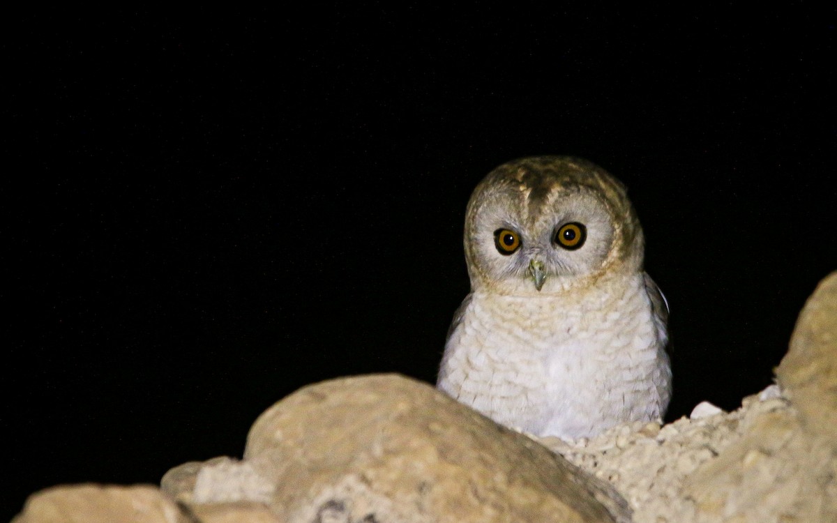 Desert Owl - Lior Dor