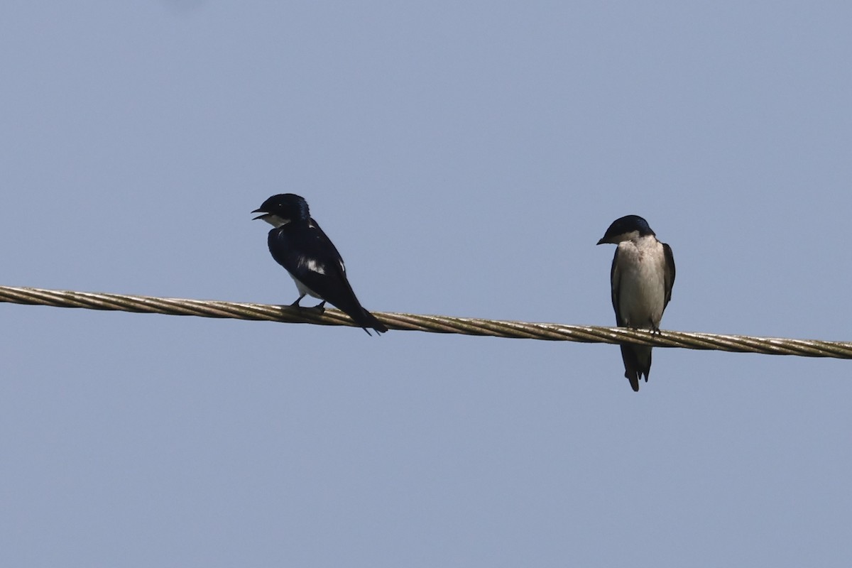 Pied-winged Swallow - Charley Hesse TROPICAL BIRDING