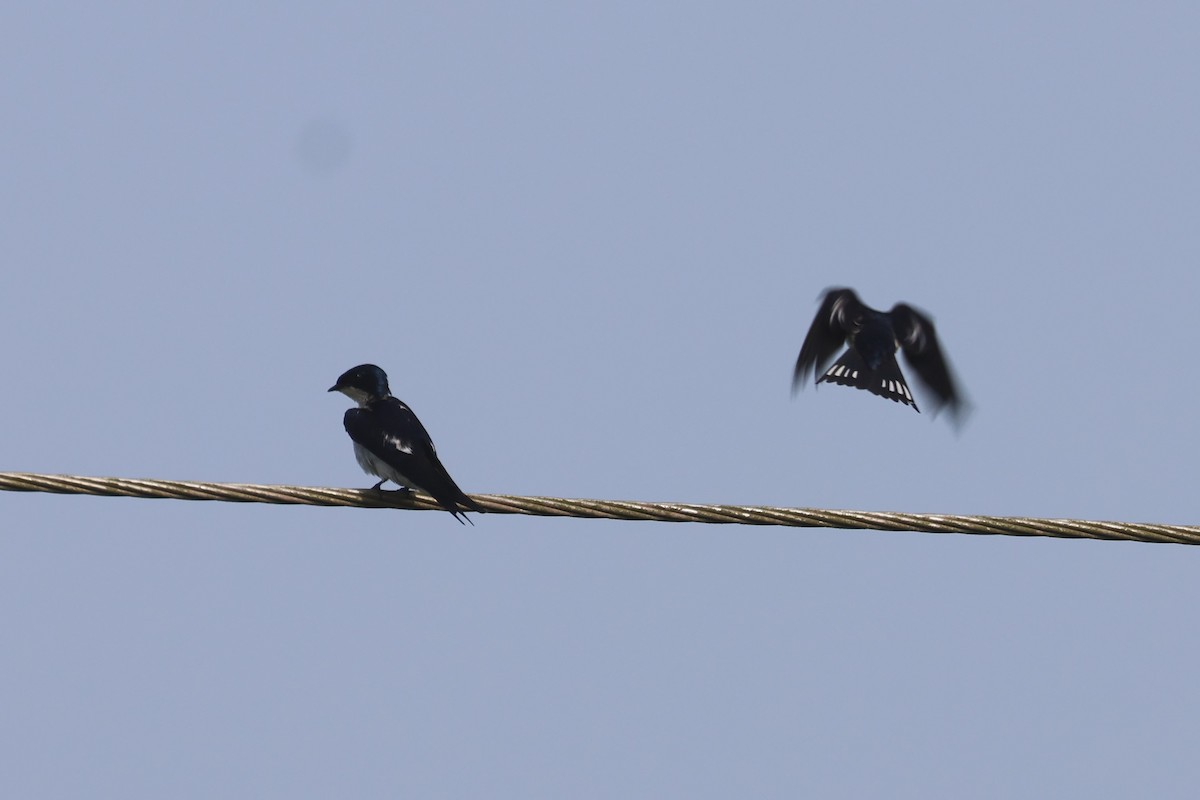 Pied-winged Swallow - ML558000171