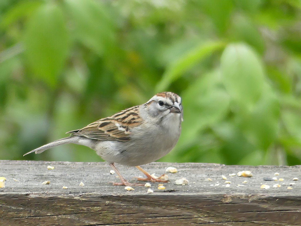 Chipping Sparrow - ML558002071