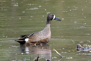 Blue-winged Teal, ML558005991