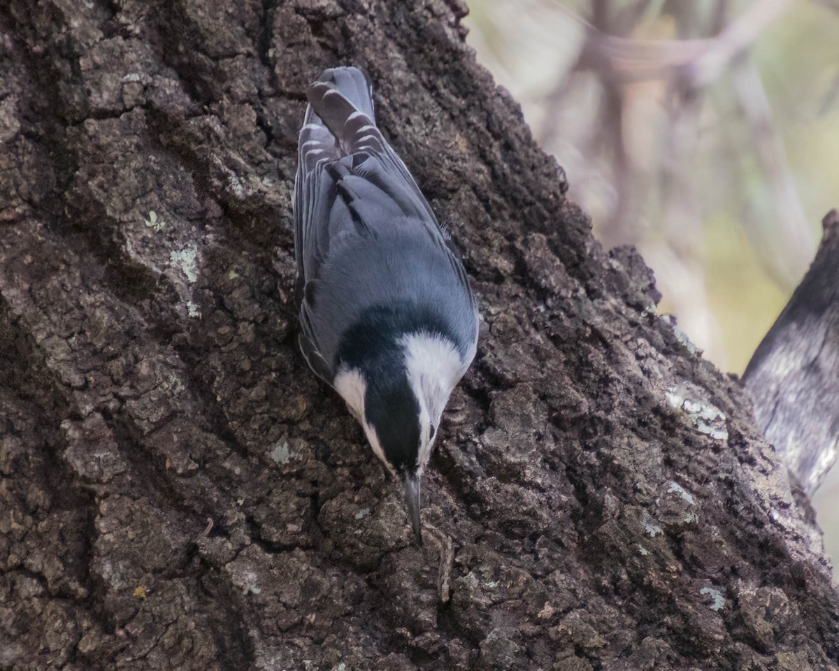 White-breasted Nuthatch - ML558007371