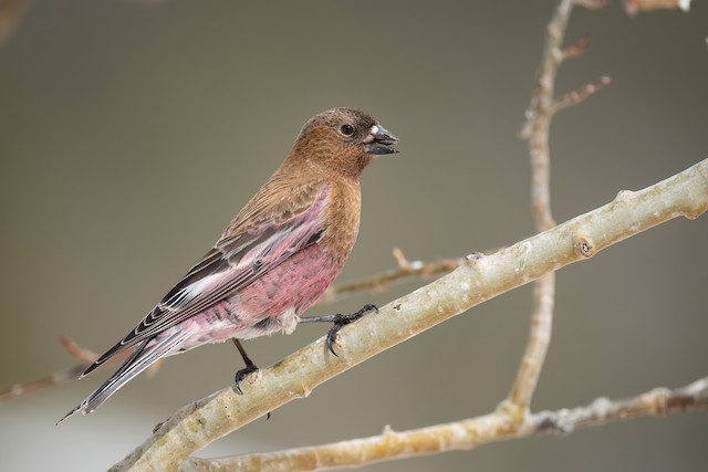 Brown-capped Rosy-Finch