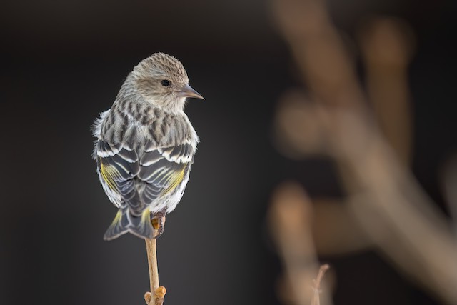 Pine Siskin