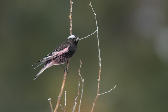 Black Rosy-Finch