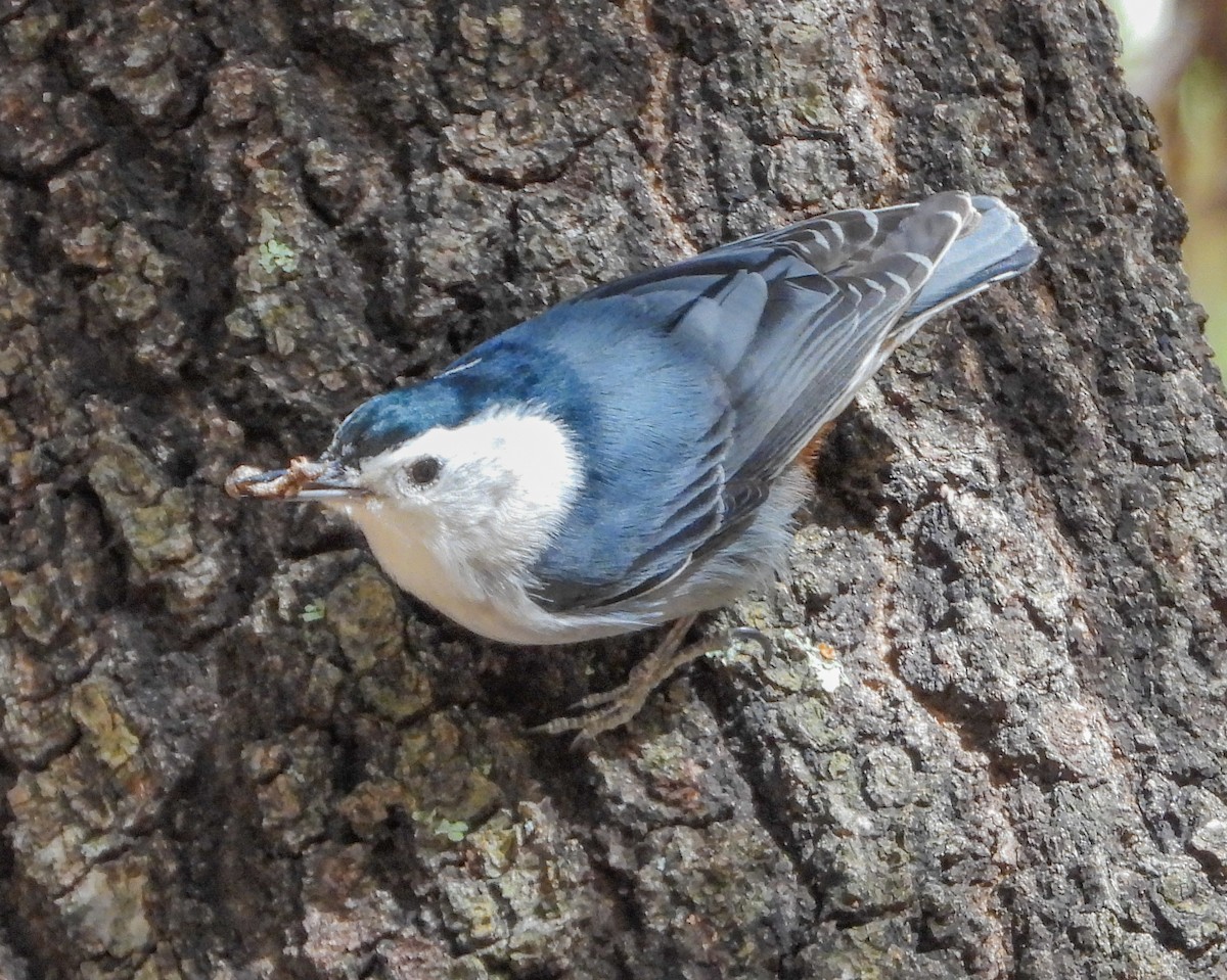 White-breasted Nuthatch - ML558008461