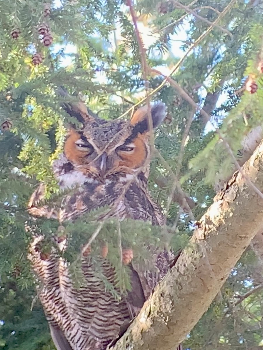 Great Horned Owl - ML558011031