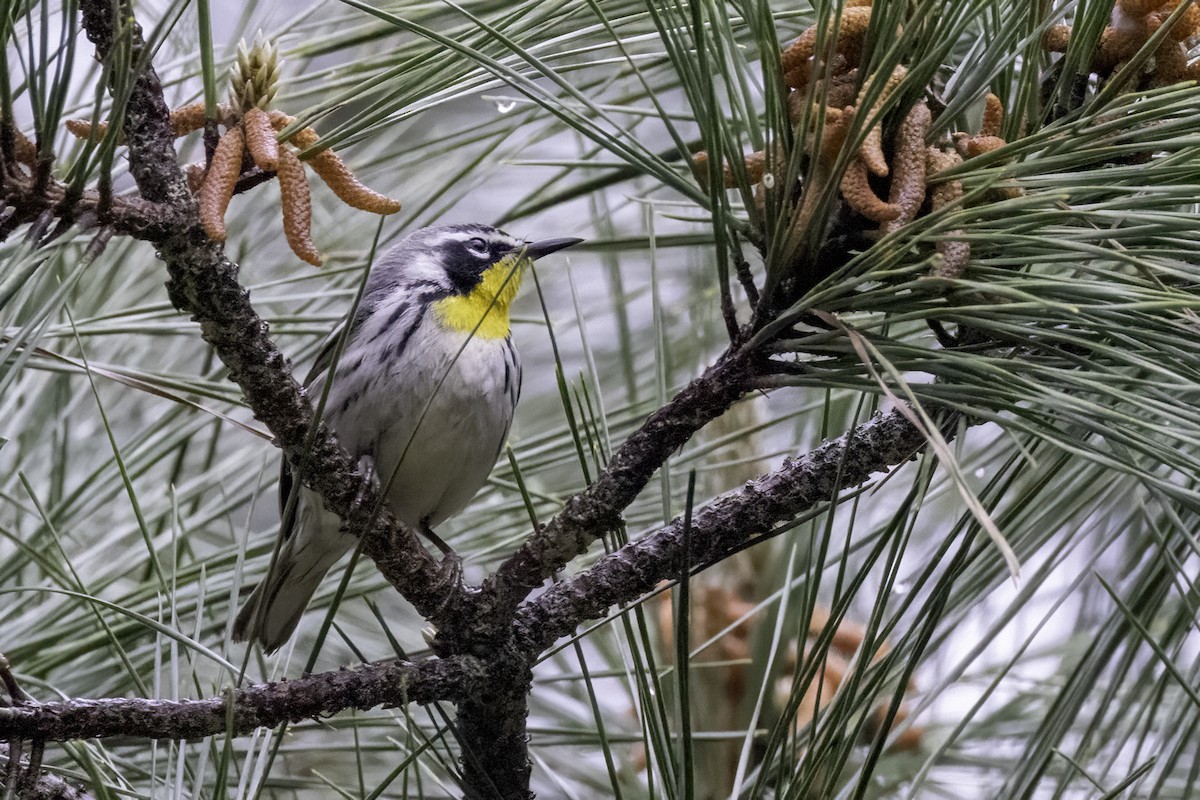 Yellow-throated Warbler - Mel Green