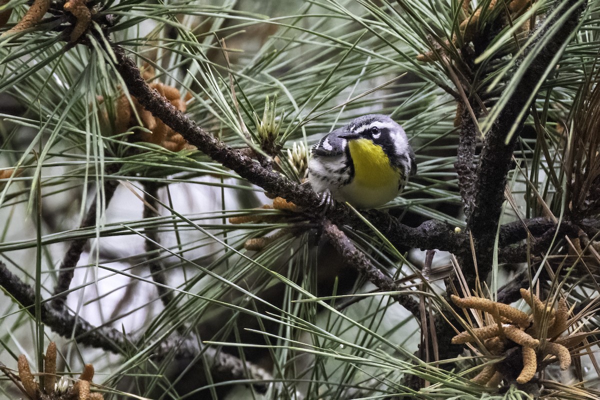 Yellow-throated Warbler - ML558011621