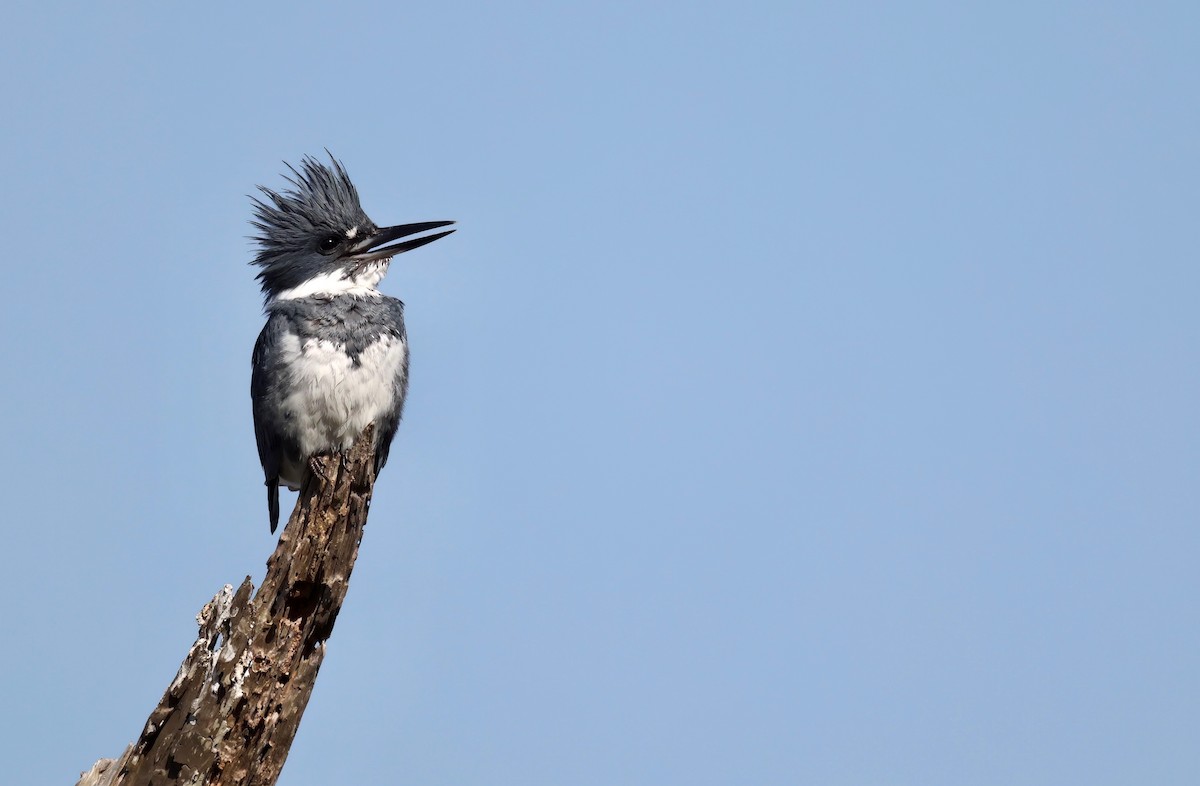 Belted Kingfisher - ML558018851