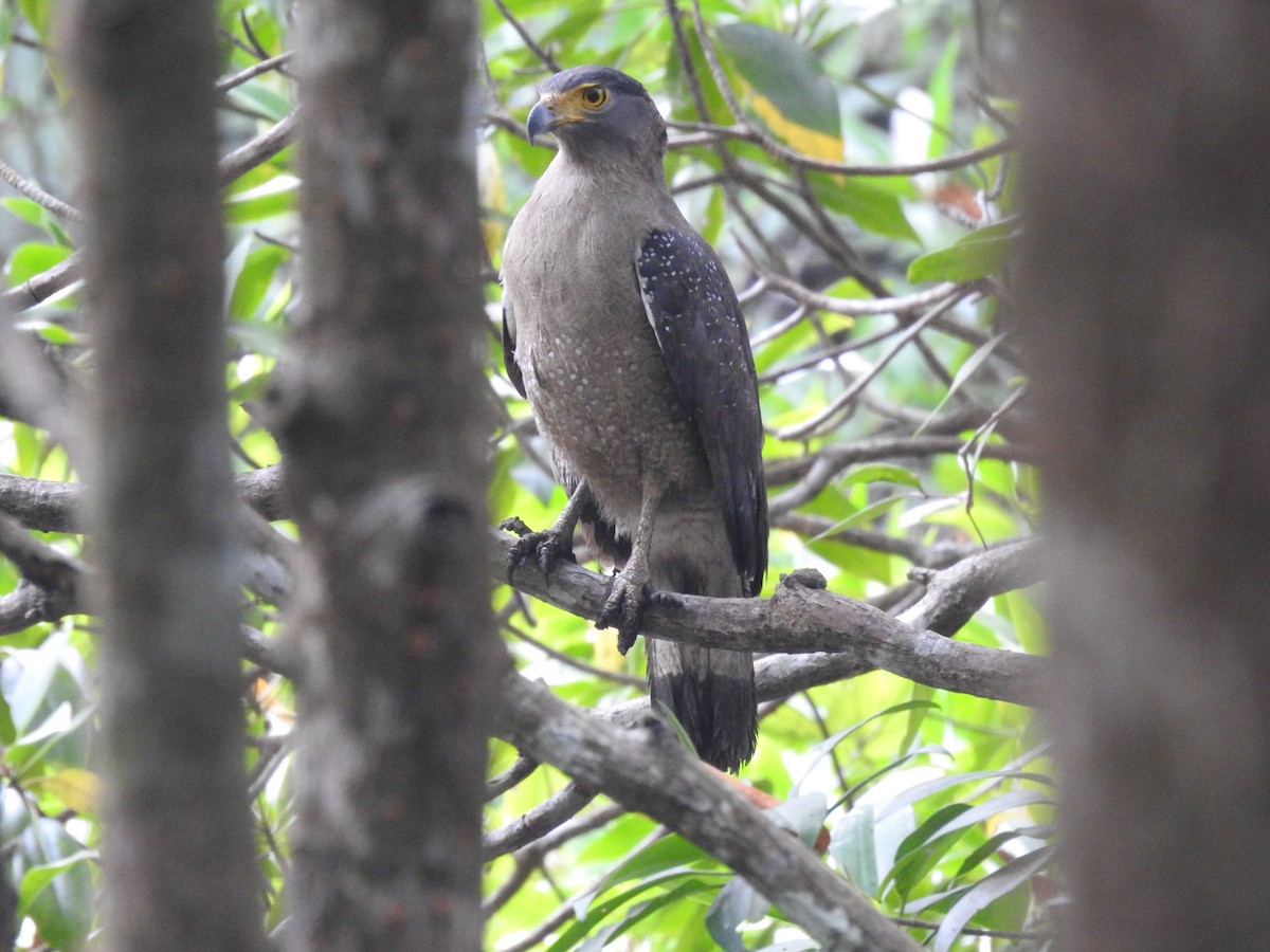 Crested Serpent-Eagle - ML558021181