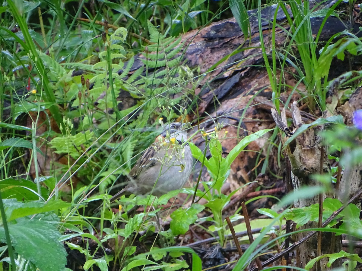 Rufous-collared Sparrow - ML558022641