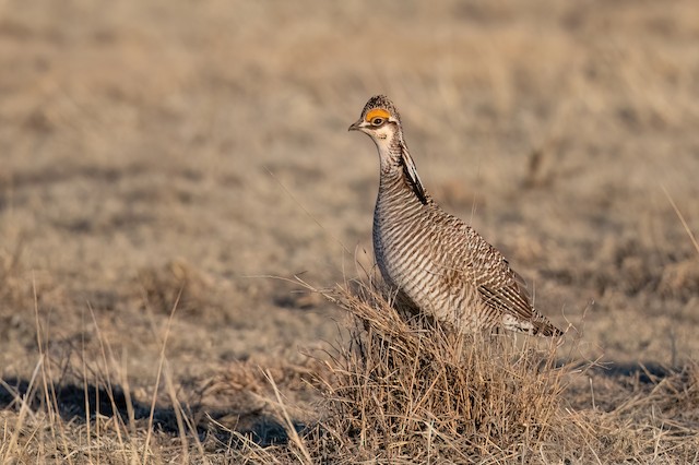 Lesser Prairie-Chicken