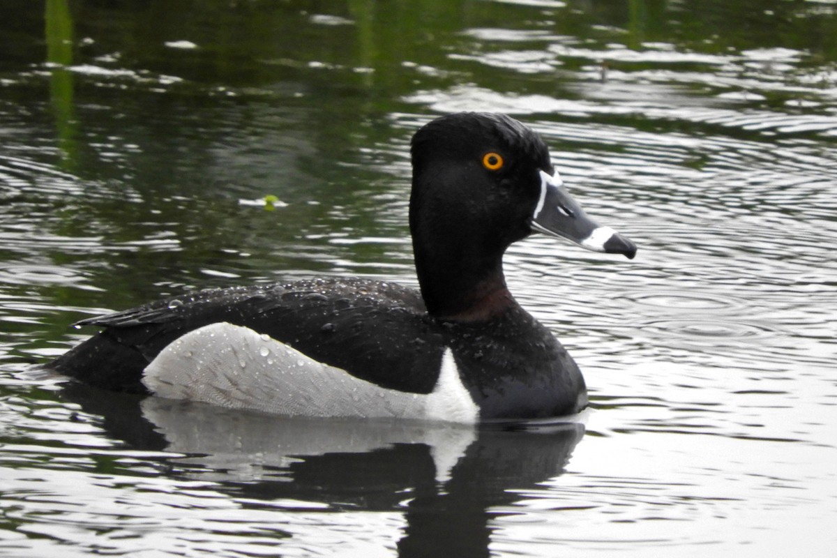 Ring-necked Duck - ML55802821