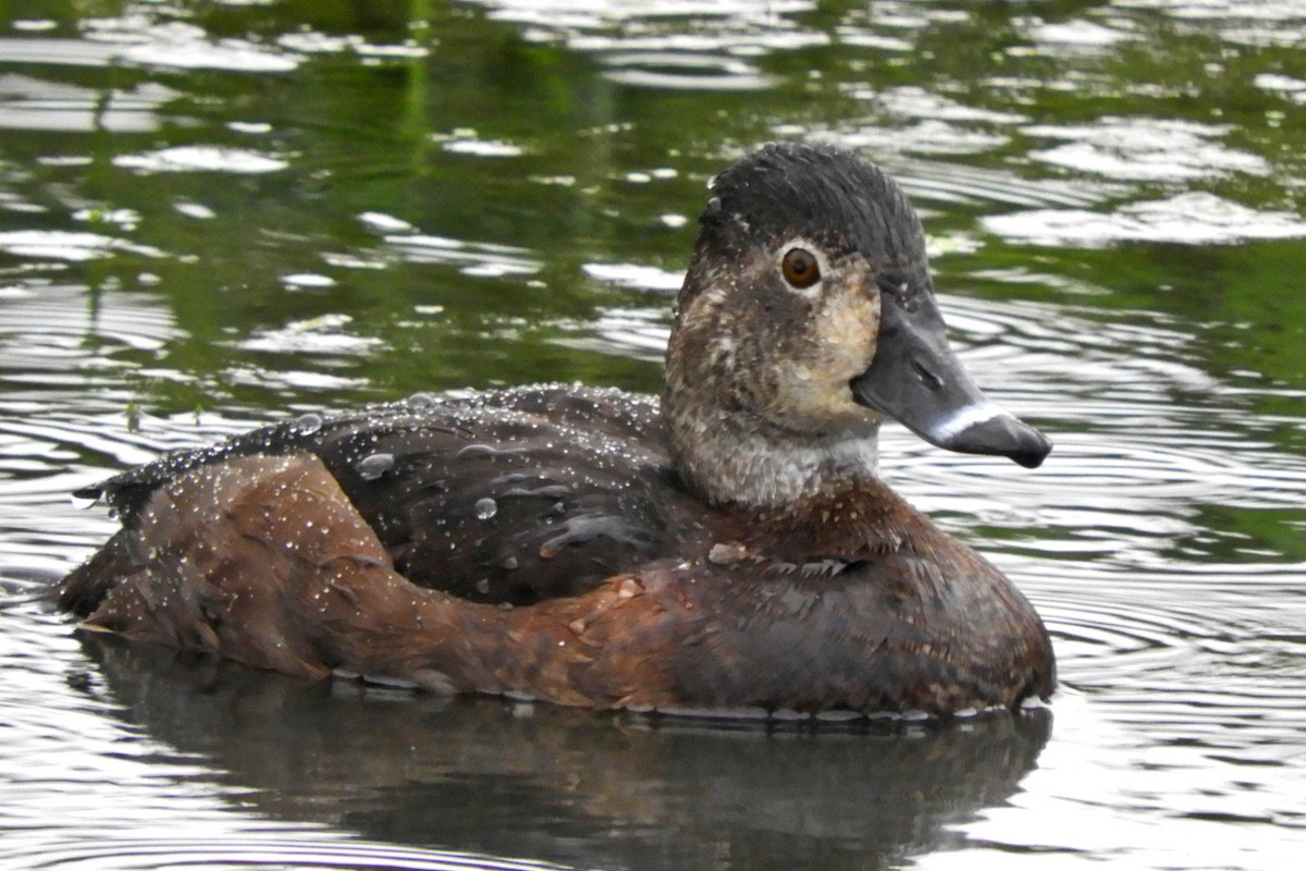 Ring-necked Duck - ML55802831