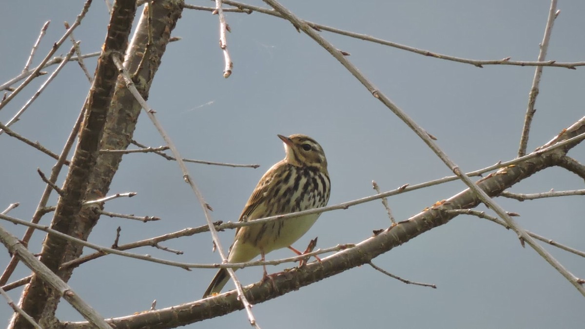Olive-backed Pipit - ML558037241