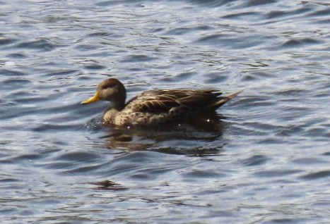 Yellow-billed Pintail (South American) - ML558038111