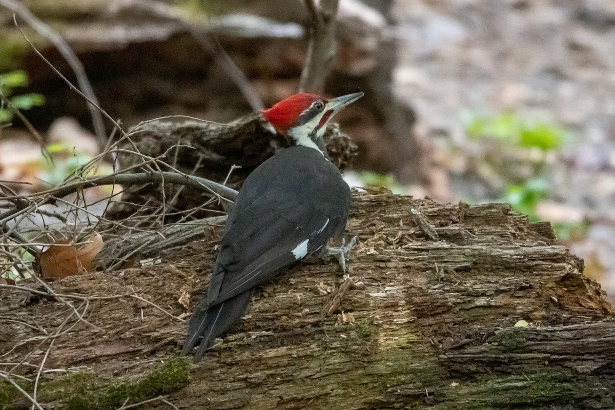 Pileated Woodpecker - Emily Smith