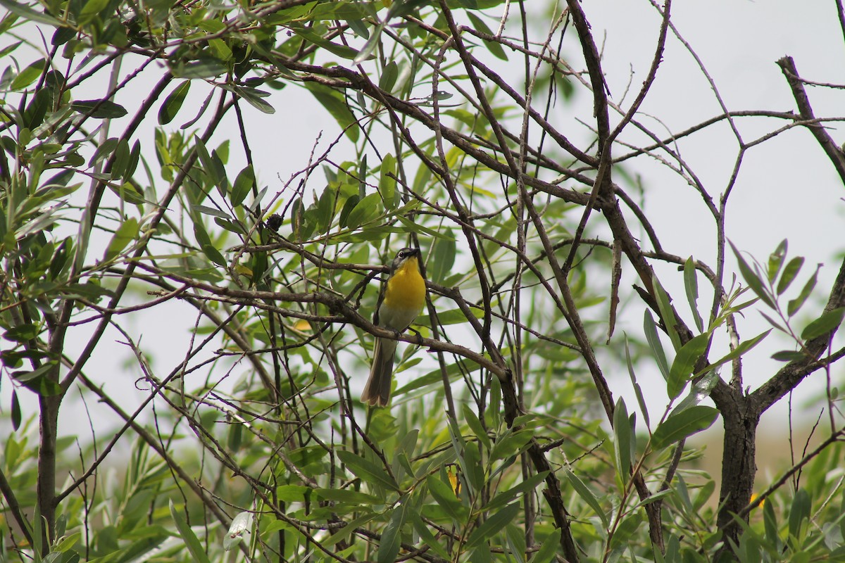 Yellow-breasted Chat - ML55804101