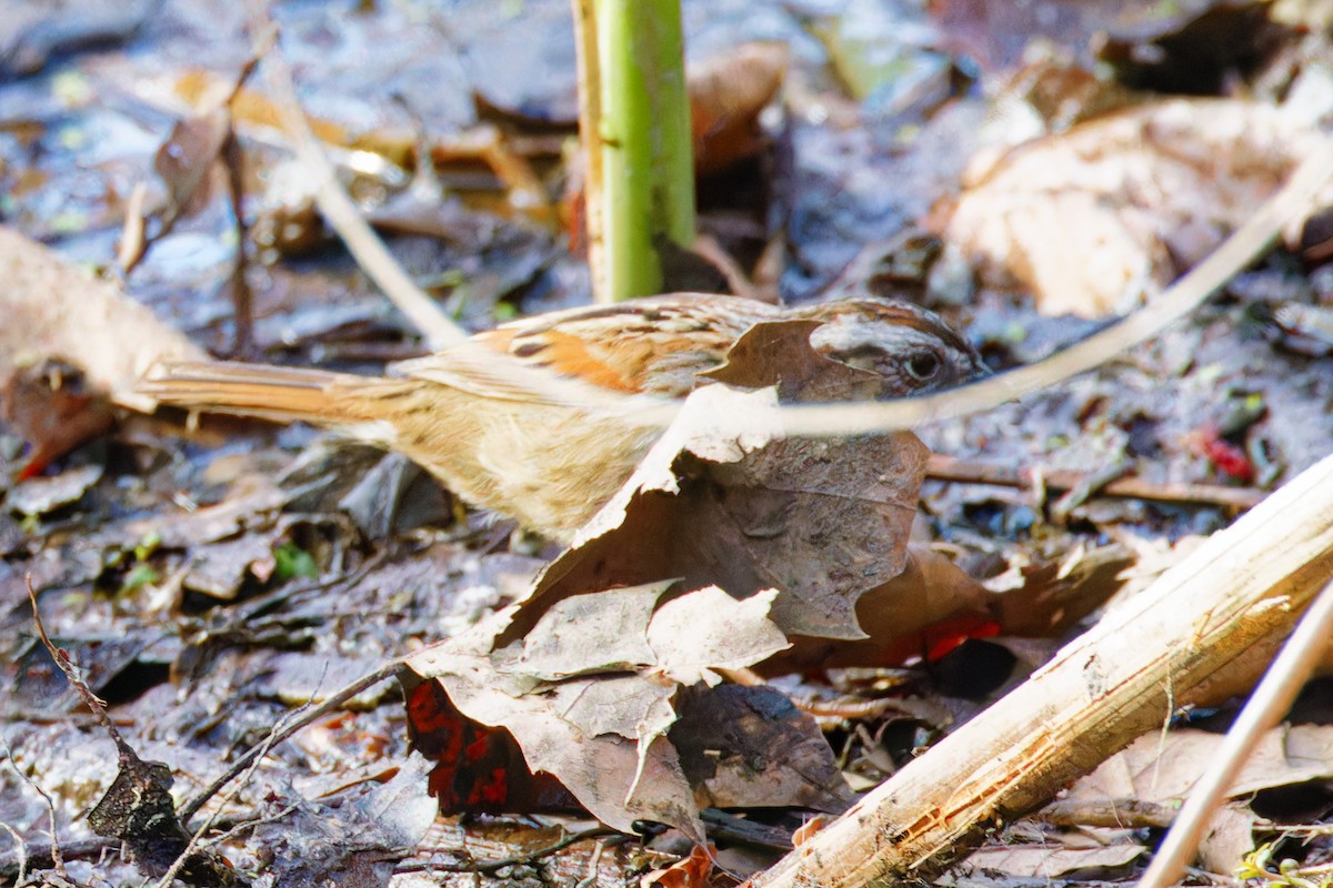 Swamp Sparrow - ML558046171