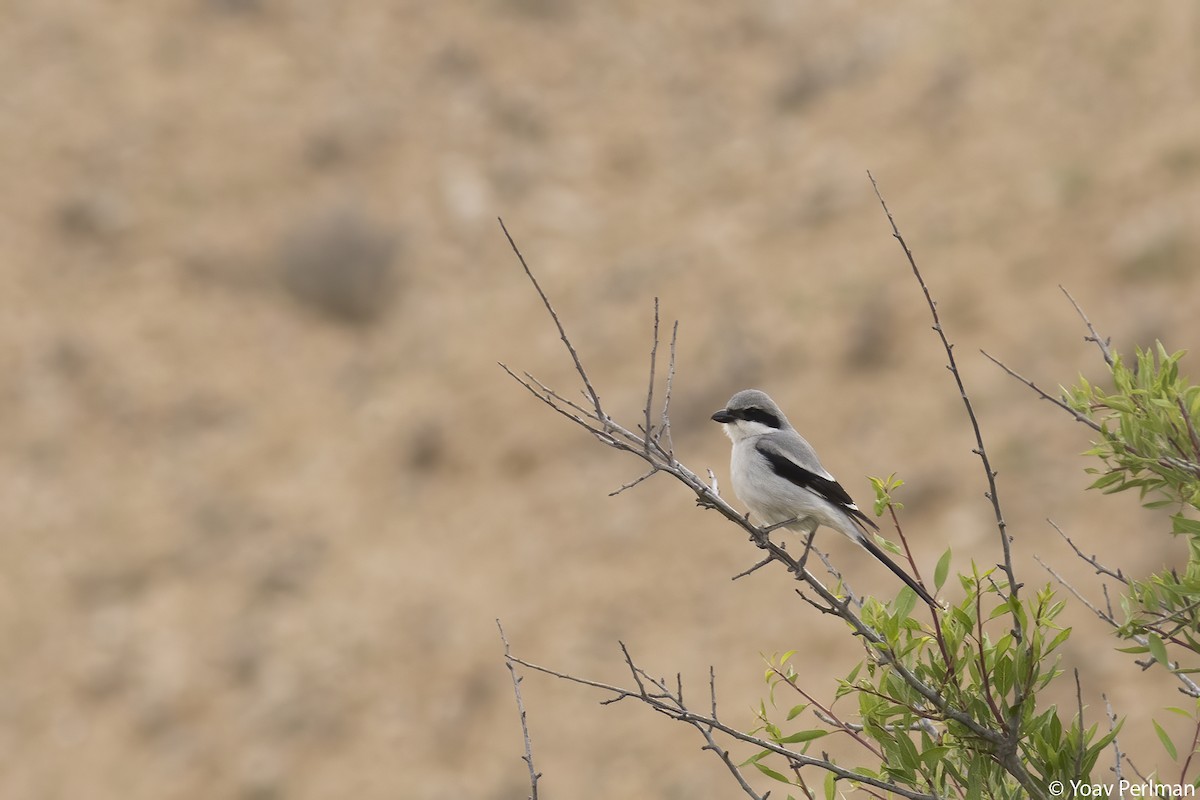 Great Gray Shrike (Arabian) - ML558046261