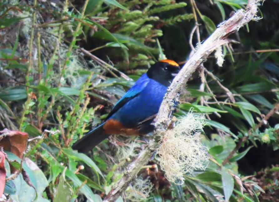 Golden-crowned Tanager - ML558051311