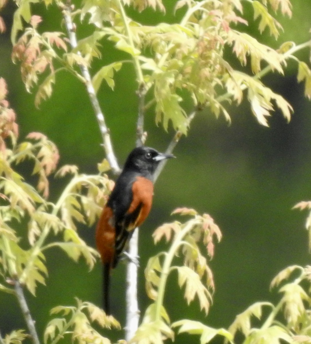 Orchard Oriole - ML558054431
