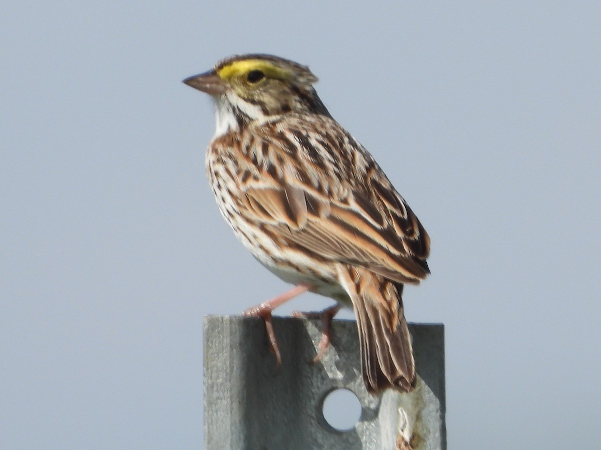 Savannah Sparrow - ML558058381
