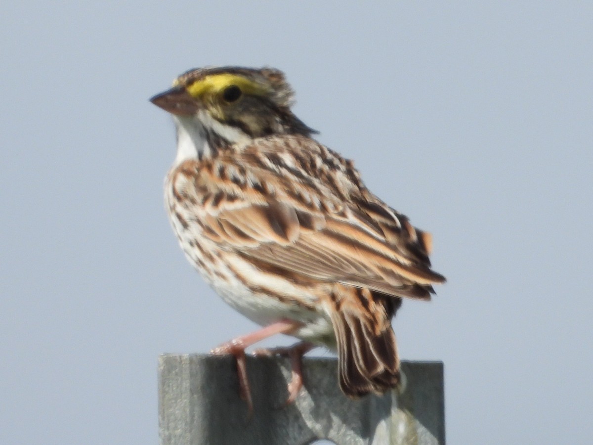 Savannah Sparrow - ML558058391
