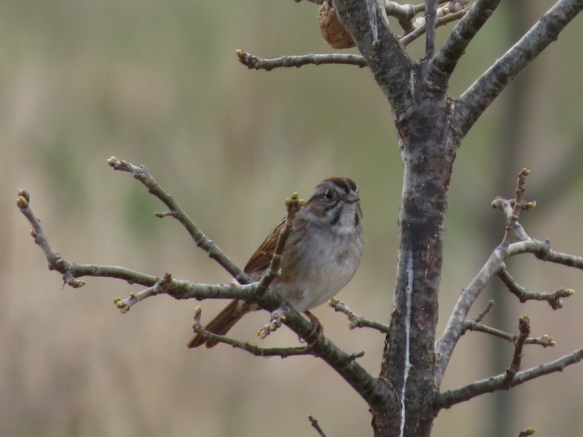 Swamp Sparrow - ML558059861
