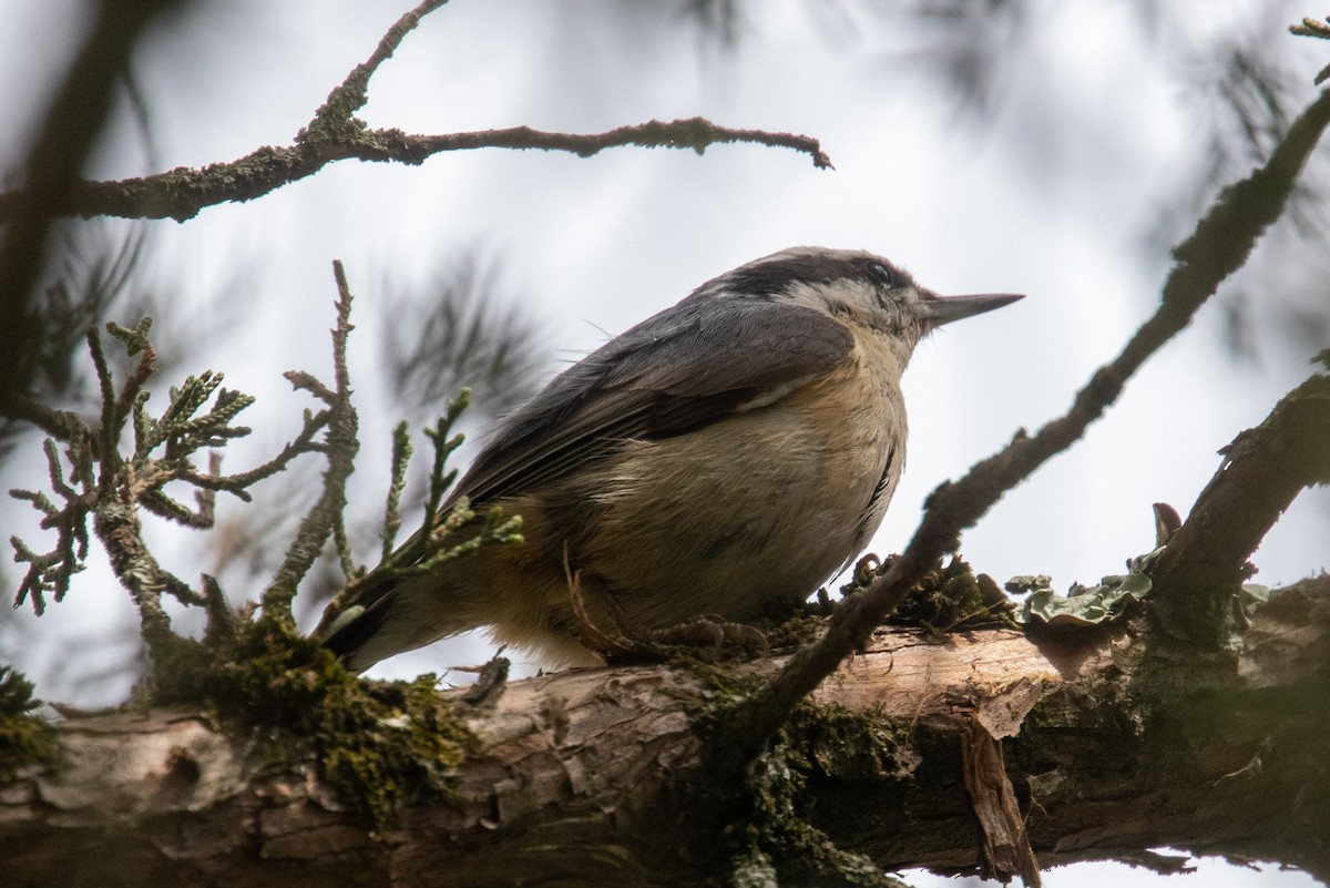 Red-breasted Nuthatch - ML558060591