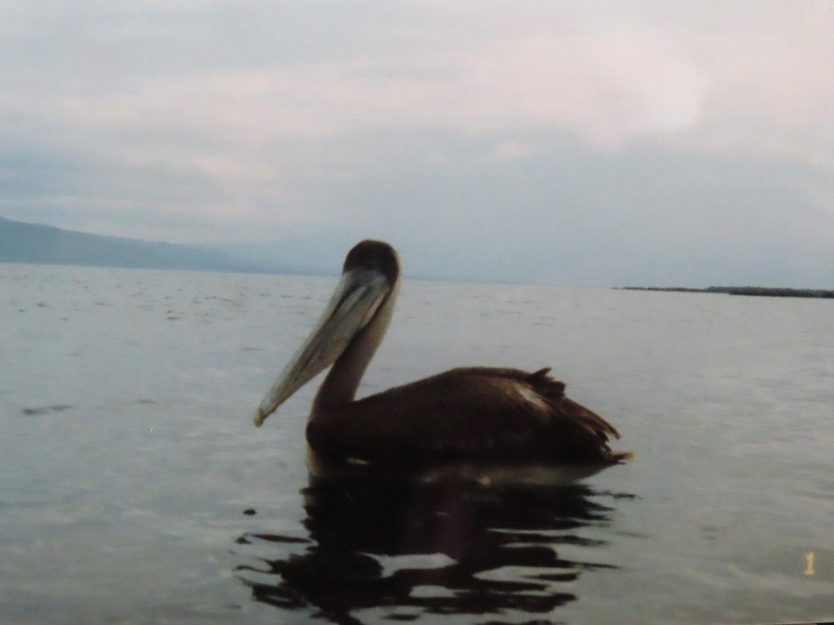 Brown Pelican (Galapagos) - ML558061411