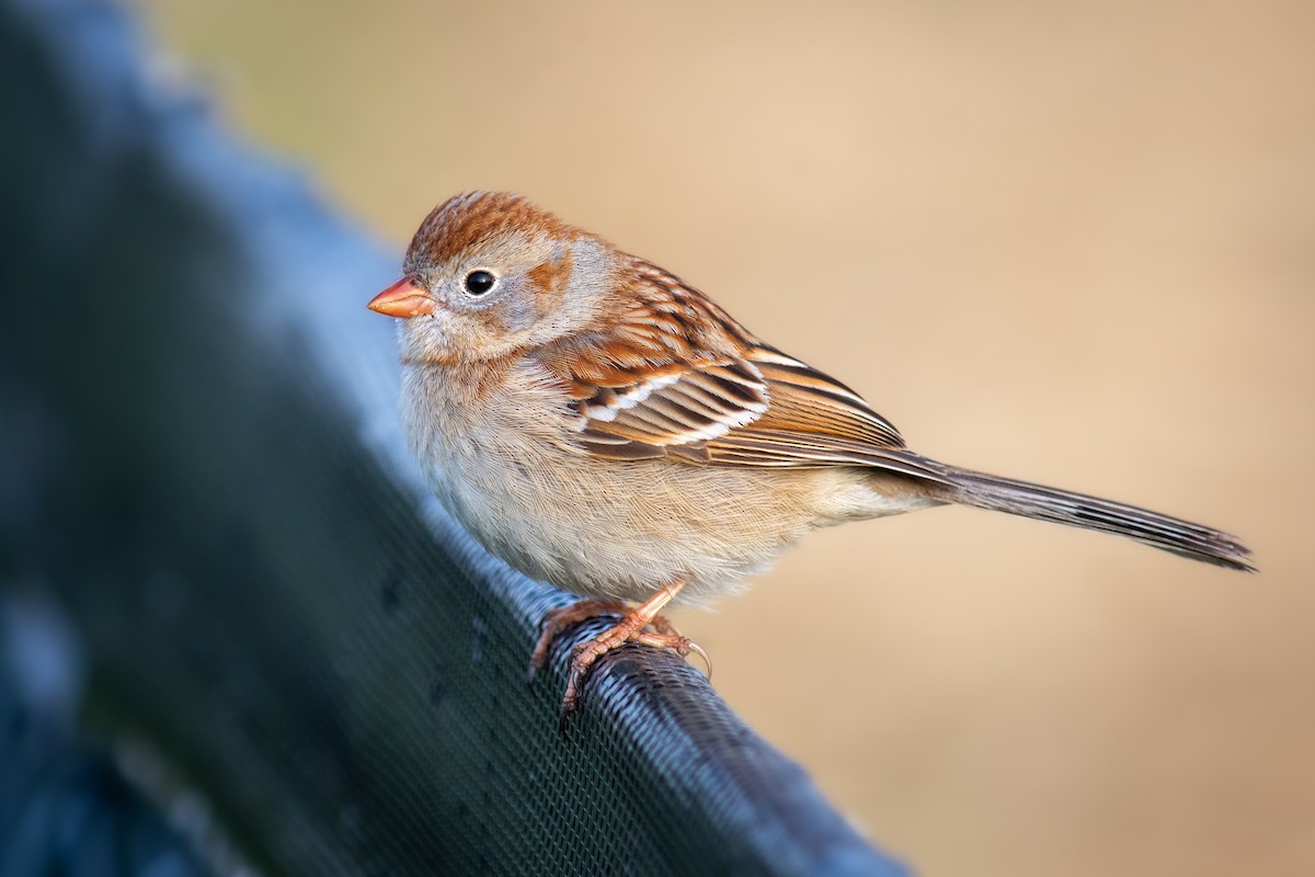 Field Sparrow - Nico Sarbanes