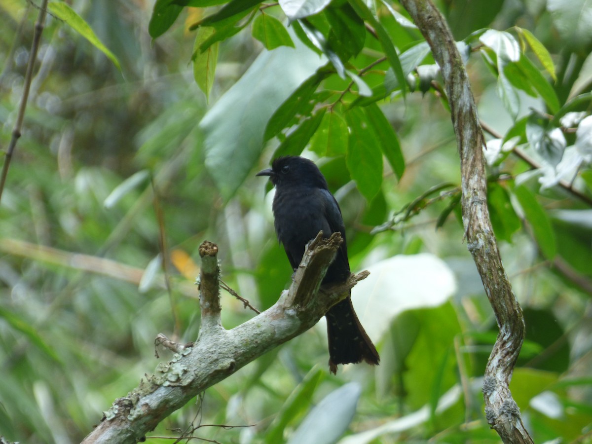 Square-tailed Drongo-Cuckoo - ML55806601