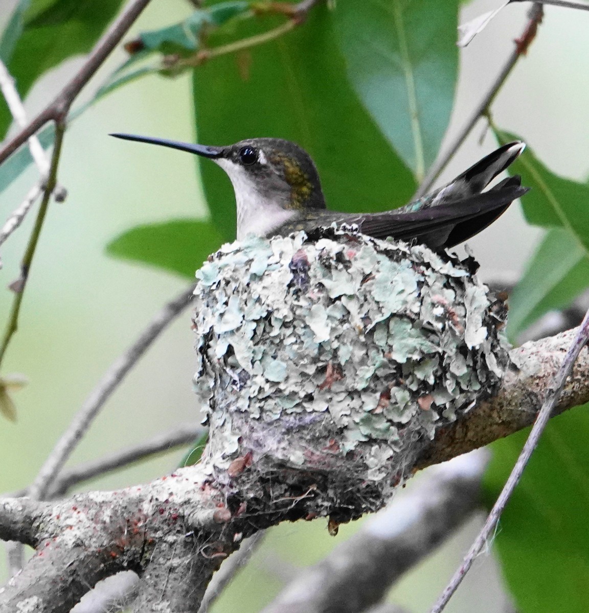 eBird Checklist 15 Apr 2023 Dunedin Hammock City Park 25 species