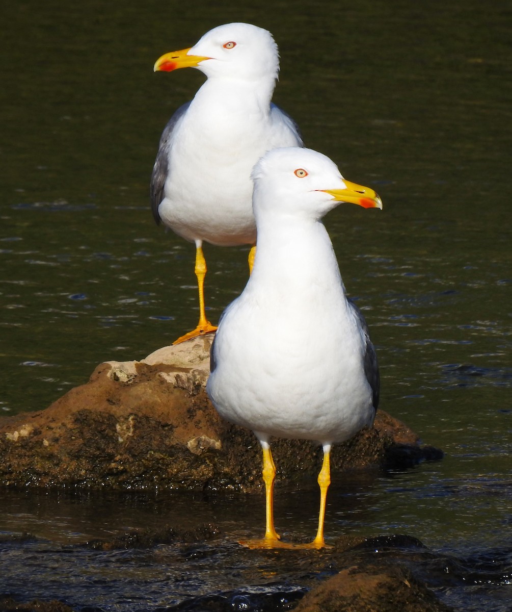 Yellow-legged Gull - ML558068161